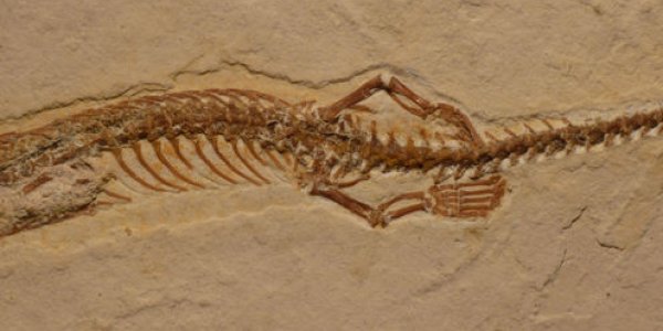 How Snakes Lost Their Legs