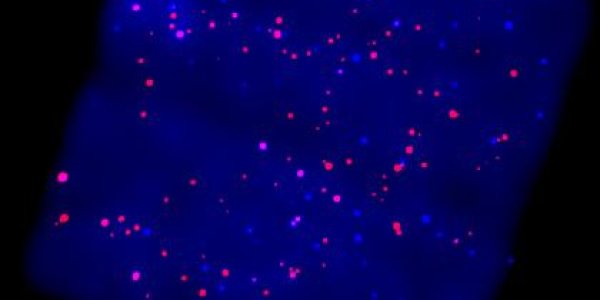 Galactic Ridge X-ray Emission Has Millions Of Sources