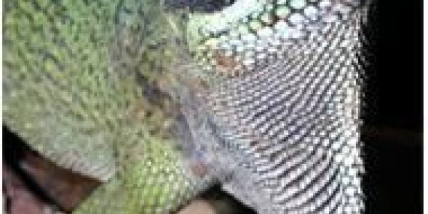 11 New Plant And Animal Species Found In Viet Nam