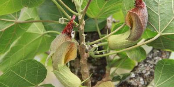 Another Reason To Visit Maui - Brother Of Hibiscus Discovered