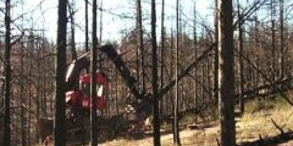 After Fires Comes Salvage Logging - Then We Can Salvage The Ecosystem