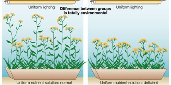 What Is Heritability?