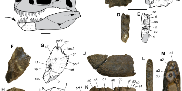 Nanuqsaurus Hoglundi: Alaska's 'Pigmy' T. Rex