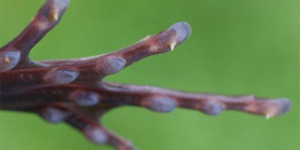 X-Man Or African Frog?