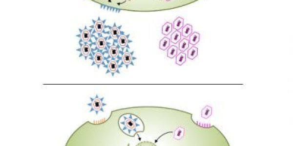 Genetic Defect May Confer Resistance To Certain Viral Infections