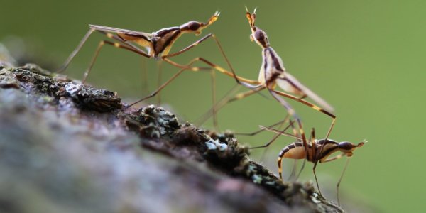 Flies Give Another Twist In The Evolving Story Of Heredity