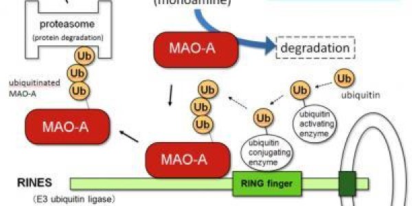 Rines Brain Molecule Implicated In Regulating Human Emotion And Mood