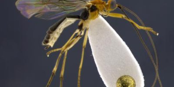 Ecuadorian Wasp That Mummifies Prey Named After Shakira