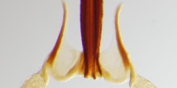 First Evidence Of Plants Evolving Weaponry To Compete In The Struggle For Selection