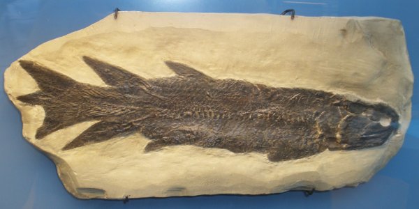 Limb Bone Marrow Evidence In Fin Of 370 Million Year Old Fish