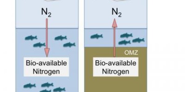 Figuring Out The Nitrogen Budget In The Oceans