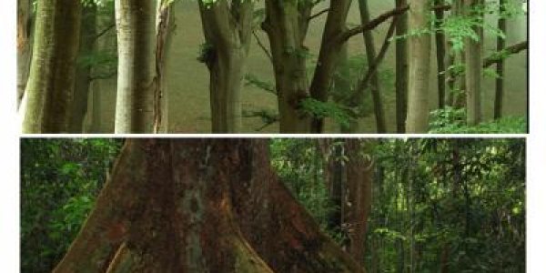 History Made Rainforests Diverse, Not Ecology