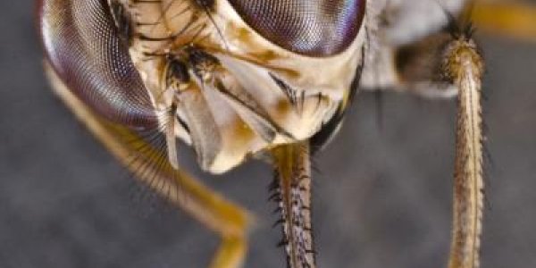 Genetic Code Of The Deadly Tsetse Fly Unraveled