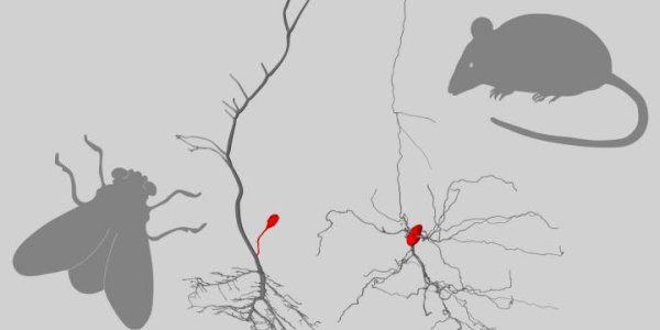 Some Neurons Outsource Their Cell Body