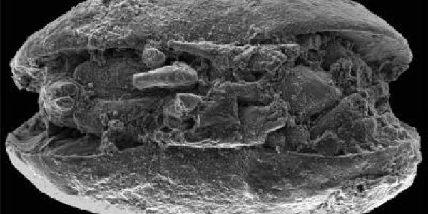 Ancient Ostracods Fossil Shows Antarctica Was Once Much Warmer