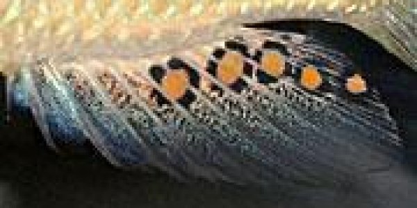 How Evolution Creates New Characteristics