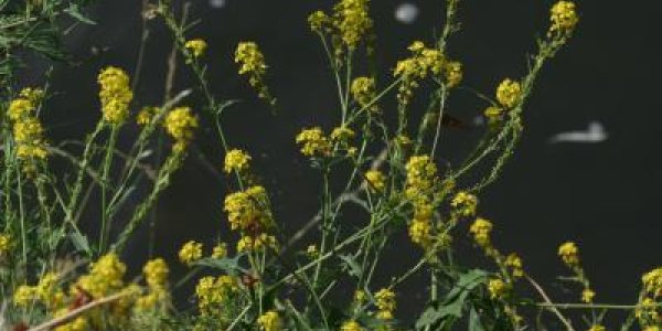 Rapid Evolution Aids Spread Of Exotic Plant Species