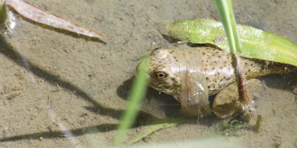 I confess: I'm jealous of frogs, lizards and salamanders because of their stem cells