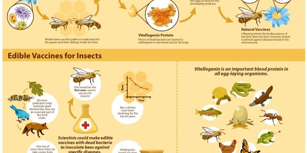How Bees Naturally Vaccinate Their Babies
