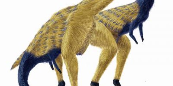 Limusaurus Inextricabilis - Birdlike Dinosaur May Have Clues To Finger Evolution
