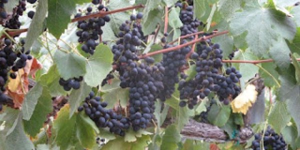 When A Genetic Solution Saved The French Wine Industry