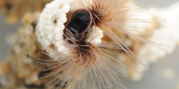 Worm Tech: Superglue From The Sea