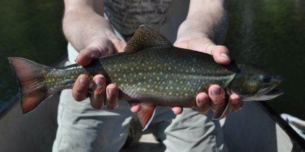 Nature Loves Genetic Modification