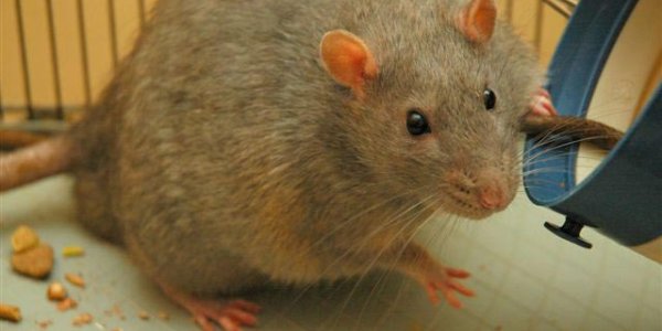 Caffeine May Prevent Memory Loss In Diabetes