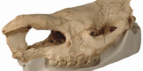 Hundsheim Rhino - An Extinction Mystery Gets Solved