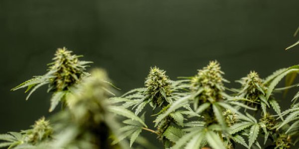 Old Dope, New Tricks: The New Science Of Medical Cannabis