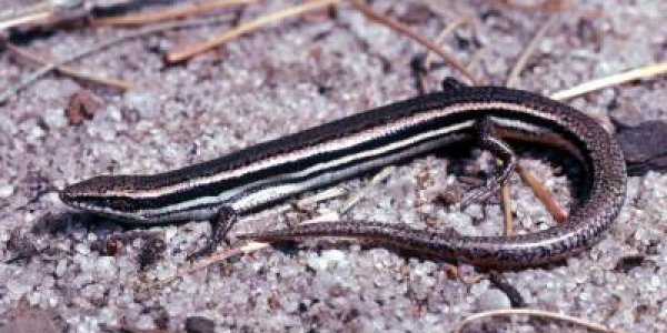 Is Limb Loss In Lizards Evidence Of Rapid Evolution?