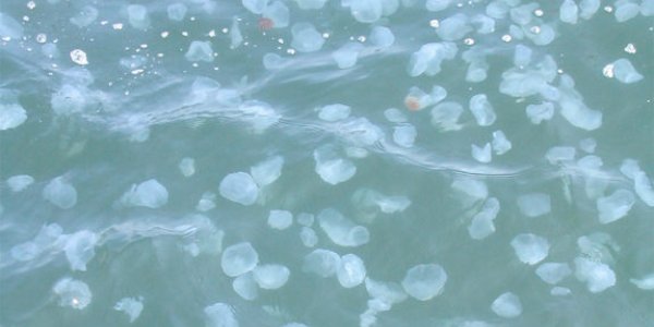 Jellyfish Blooms