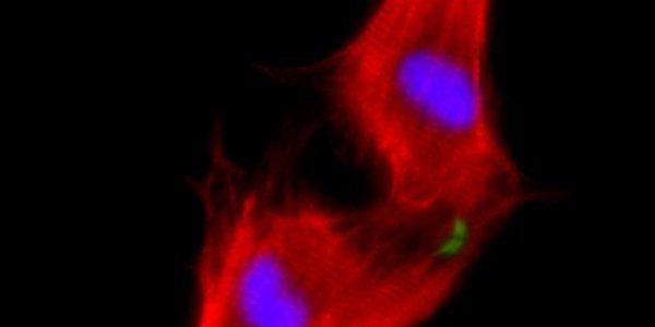 Heart Cells Regenerated By Going Backward To Make Progress