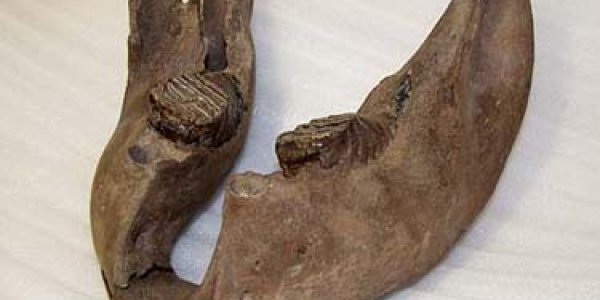 Lost World Shropshire?   Mammoths In England Found To Be Most Recent Yet
