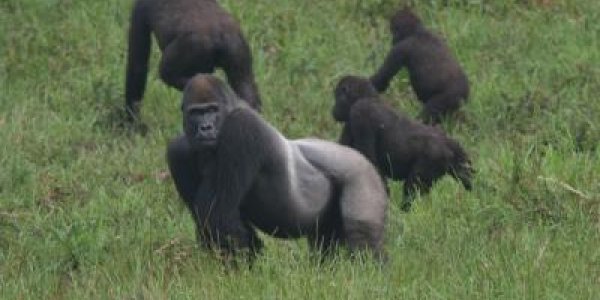 Great Apes Not So Extinct - New Census Shows Twice As Many As Previously Believed