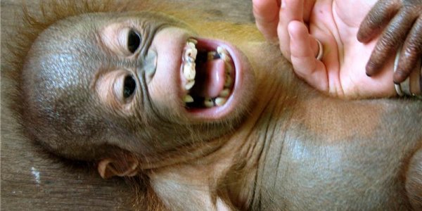 In The 'Laughter Evolutionary Tree', We're Closest To Chimps, Says Researcher