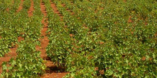 Bio-diesel Brazil experience.