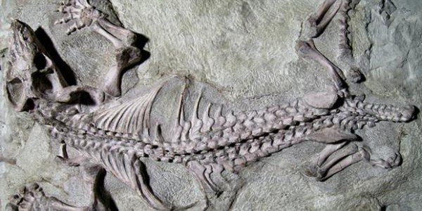 It's Not Always The End Of The World: Mammals Prospered Due To Mass Extinction