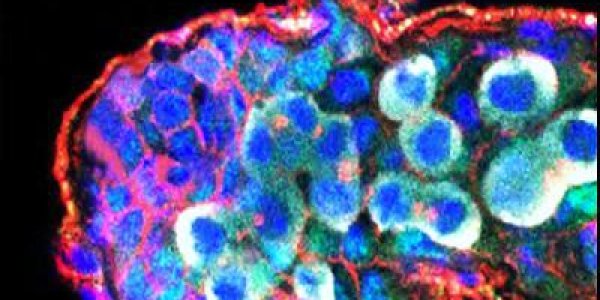 Beyond X And Y Chromosomes: A New Genetic Basis For Sex Determination