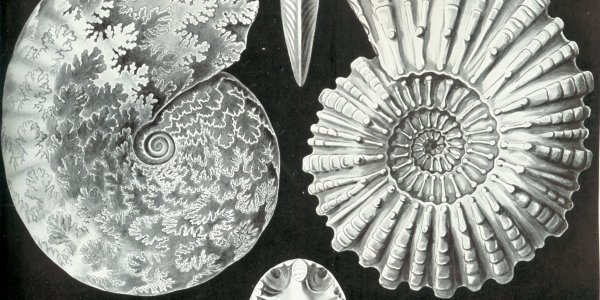 Some Ammonites Ate Plankton
