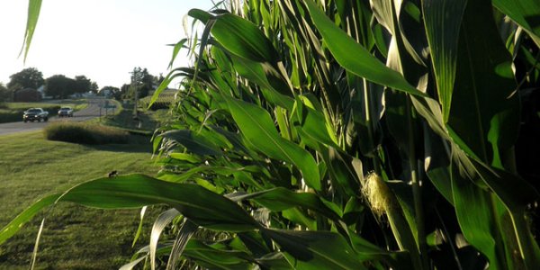 Turning Corn Cobs Into Car Fuel