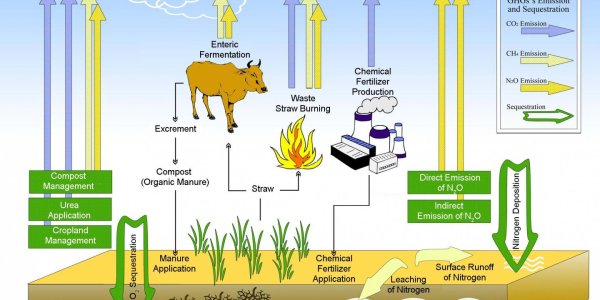 Create A Carbon Sink From Your Organic Farm
