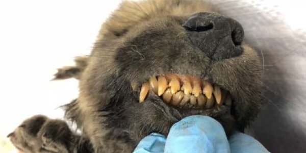 Is Dogor A Dog or Wolf? When It Comes To This 18,000-Year-Old  Siberian Critter, Science Can't Tell