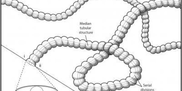 Plexus Ricei: New Fossil Organism From The Edicacaran Period