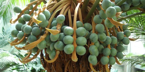 Plants which do no produce flowers bear seeds on their modified leaves.