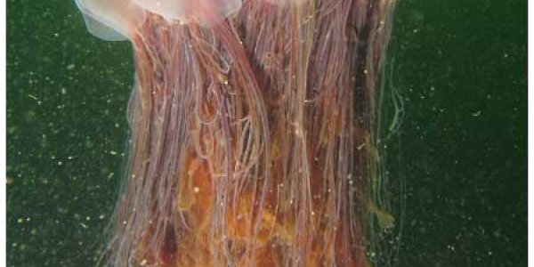 Biotransport And Ocean Mixing