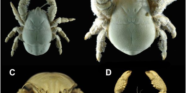 First Species Of Yeti Crab Found In Antarctica