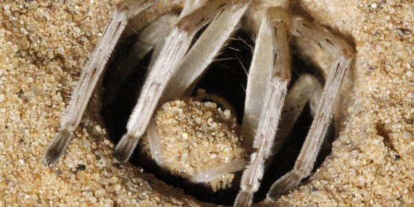 Moroccan Flic-Flac:Spider Gymnast