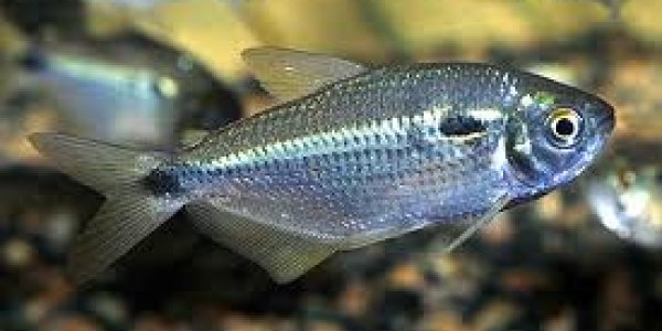 Do Fish Throw Each Other Under The Bus?