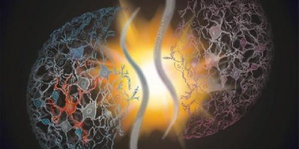 Neurons That Make Men Desire Sex More Than Food Found